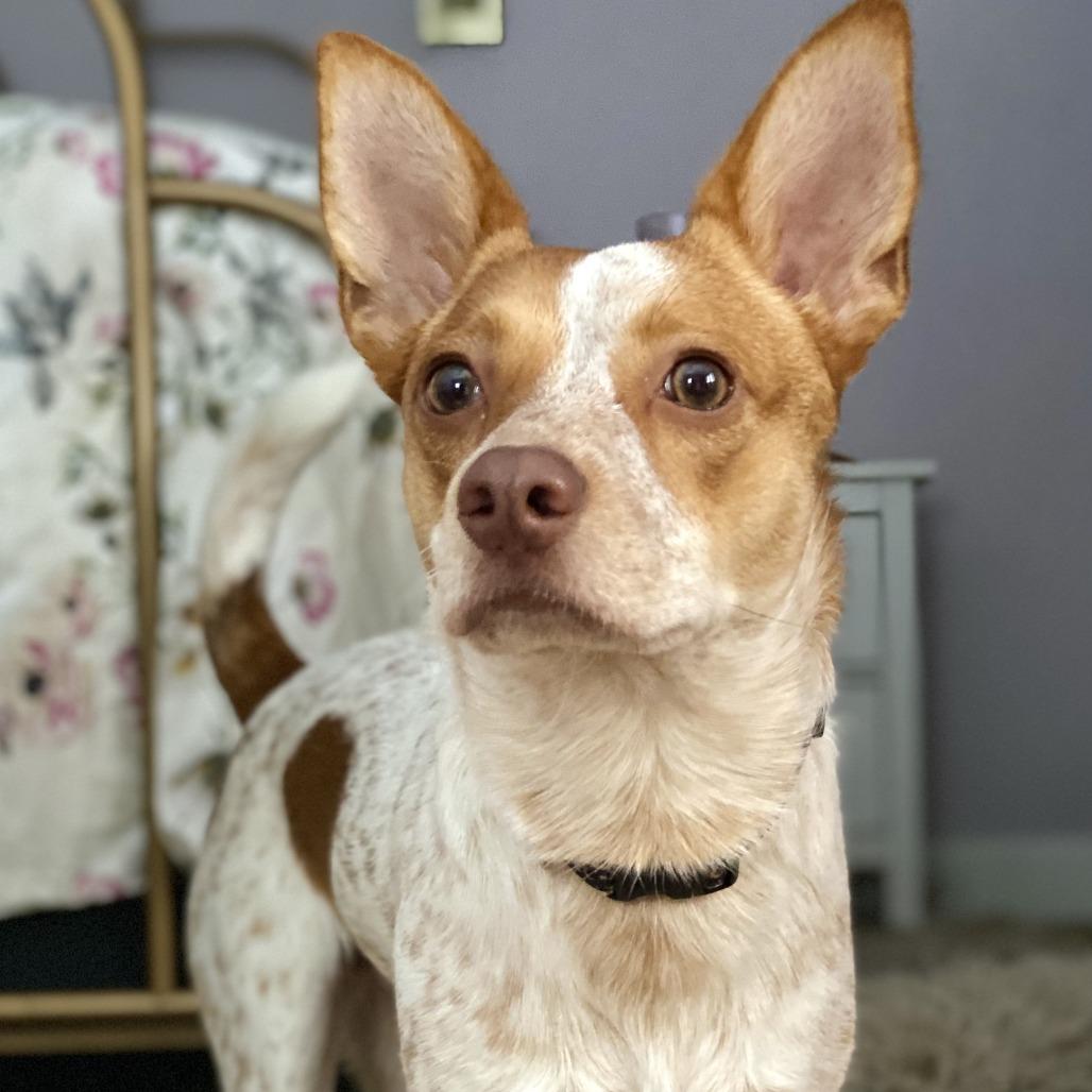 Enlarge George, a Adoptable Cattle Dog in Brooklyn, NY image 3/6