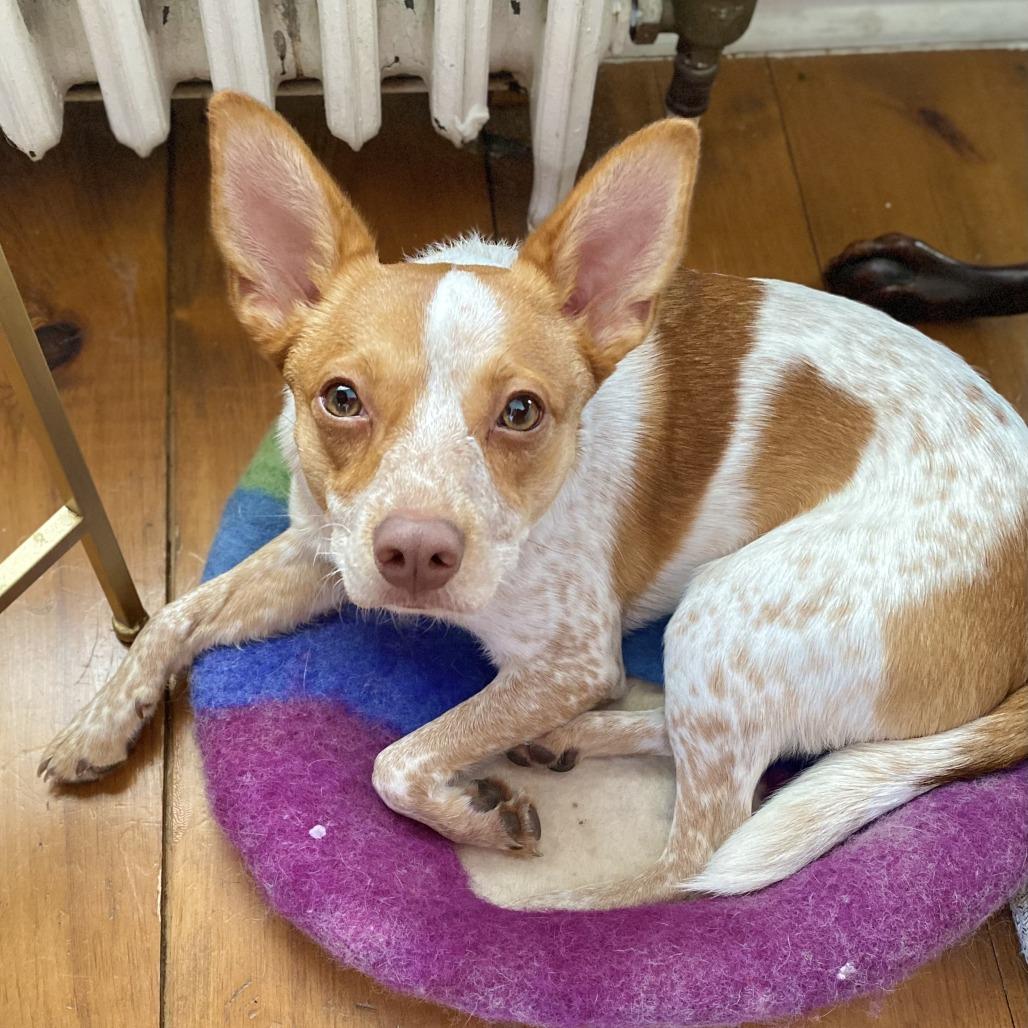 Enlarge George, a Adoptable Cattle Dog in Brooklyn, NY image 5/6