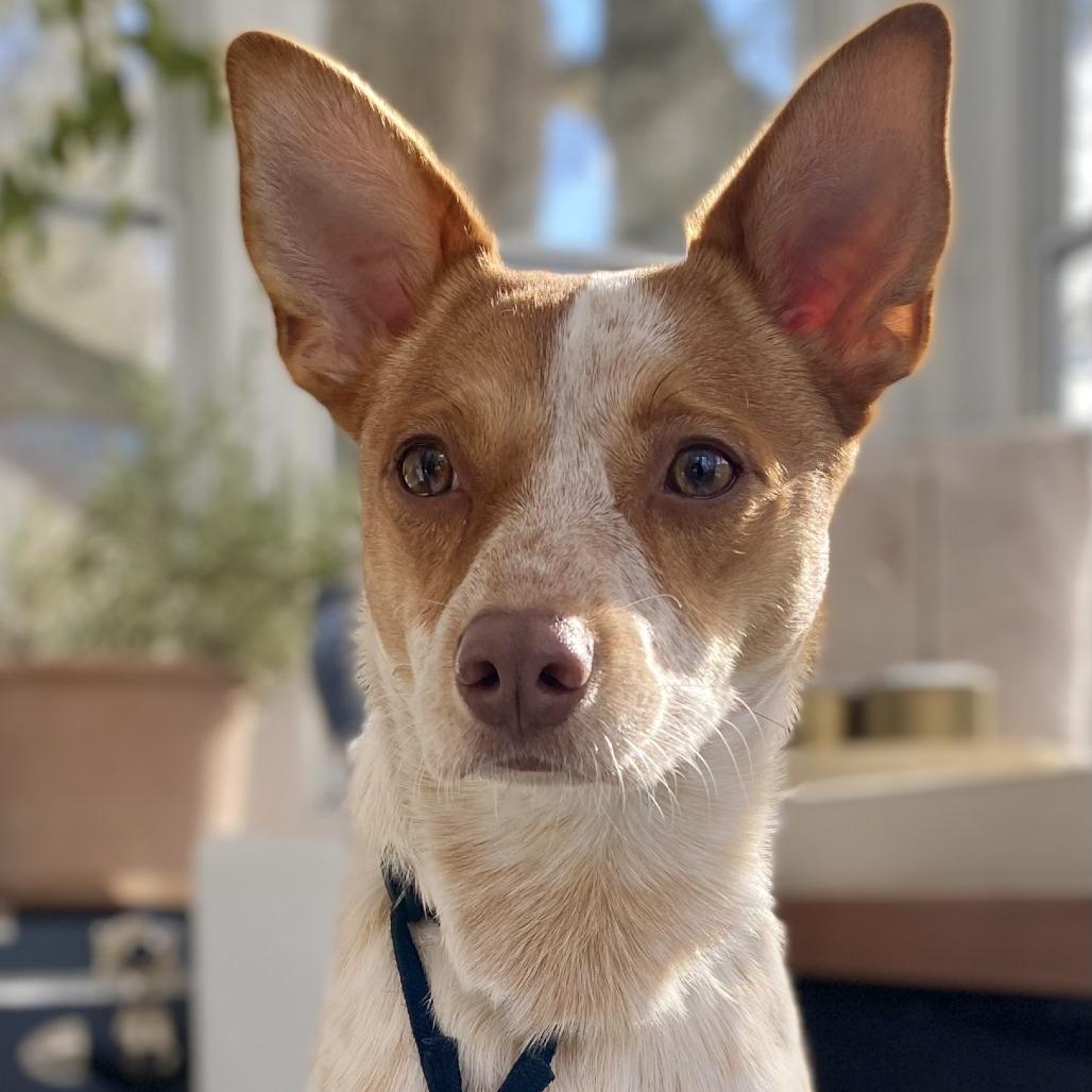 Enlarge George, a Adoptable Cattle Dog in Brooklyn, NY image 6/6