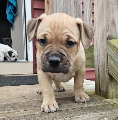 Lily (2 months old), ADOPTABLE, Puppy Female Pit Bull Terrier.