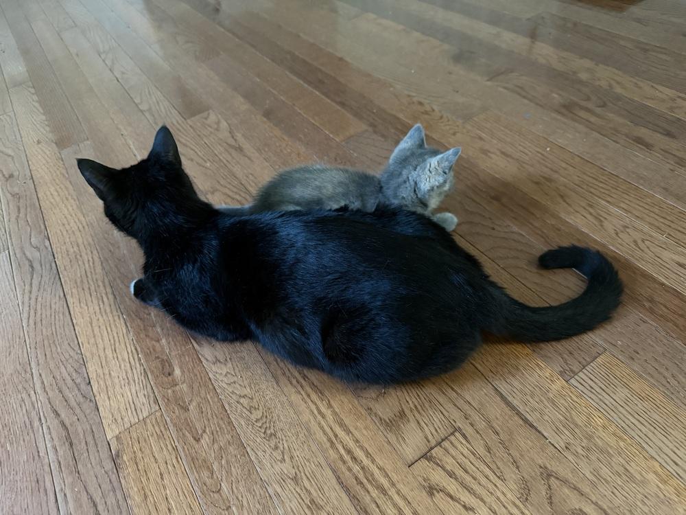 Mamma Mia, Adoptable, Adult Female Domestic Short Hair.