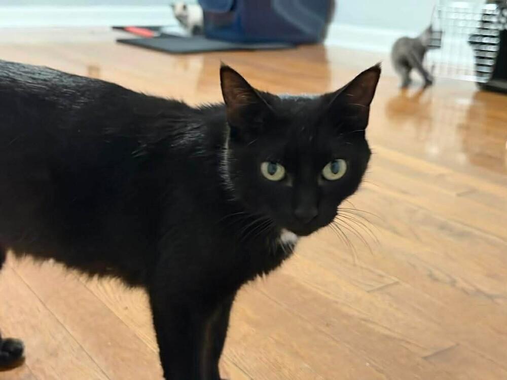 Mamma Mia, Adoptable, Adult Female Domestic Short Hair.