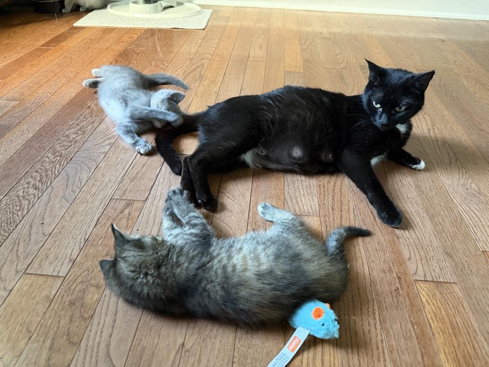 Enlarge Mamma Mia, a Adoptable mixed breed in WARNER ROBINS, GA image 3/6