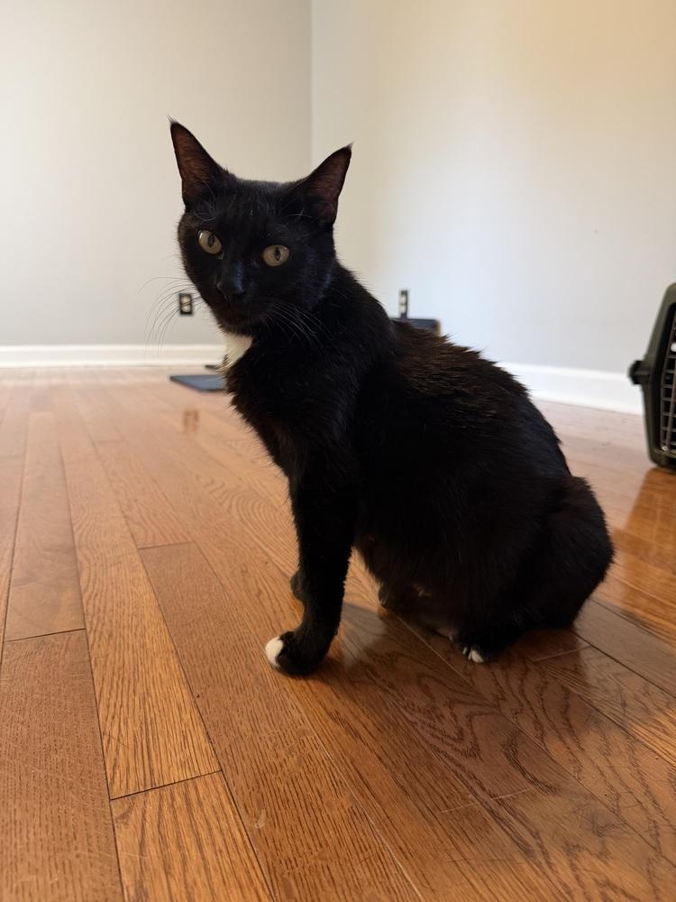 Enlarge Mamma Mia, a Adoptable mixed breed in WARNER ROBINS, GA image 4/6