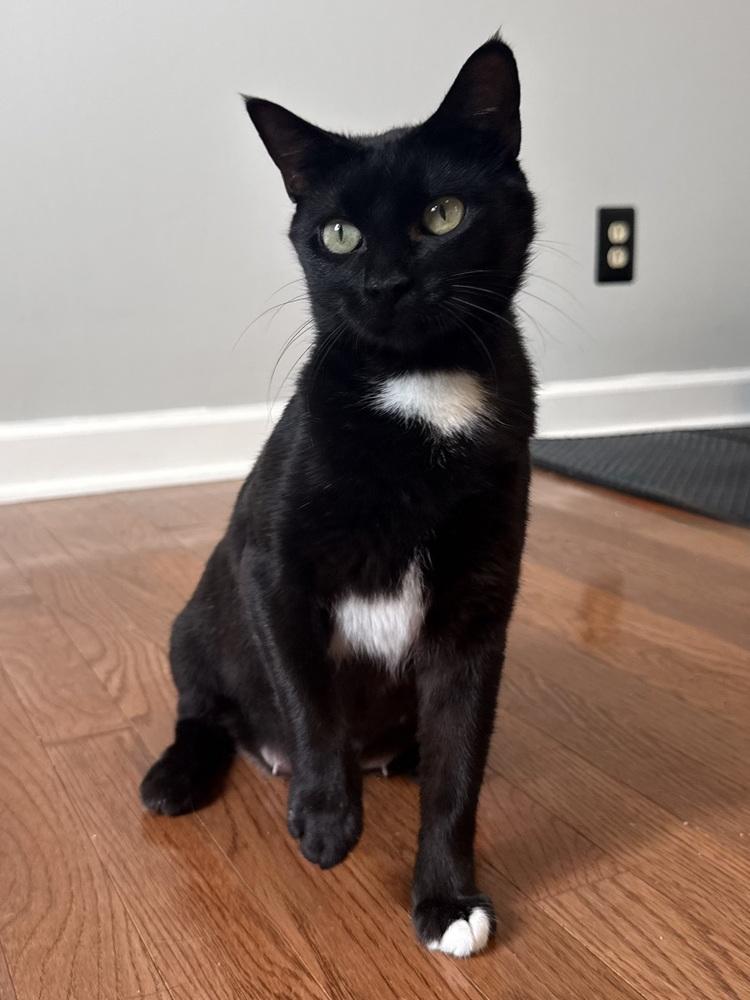 Mamma Mia, a Adoptable mixed breed in WARNER ROBINS, GA image 4/6