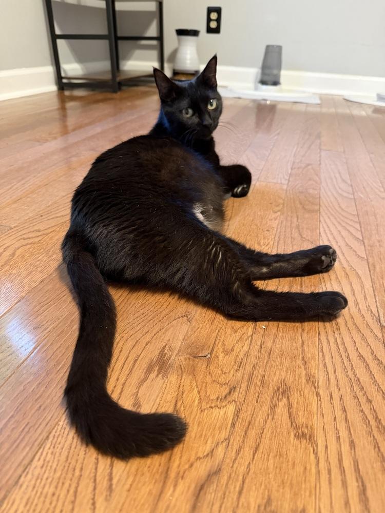 Enlarge Mamma Mia, a Adoptable mixed breed in WARNER ROBINS, GA image 5/6