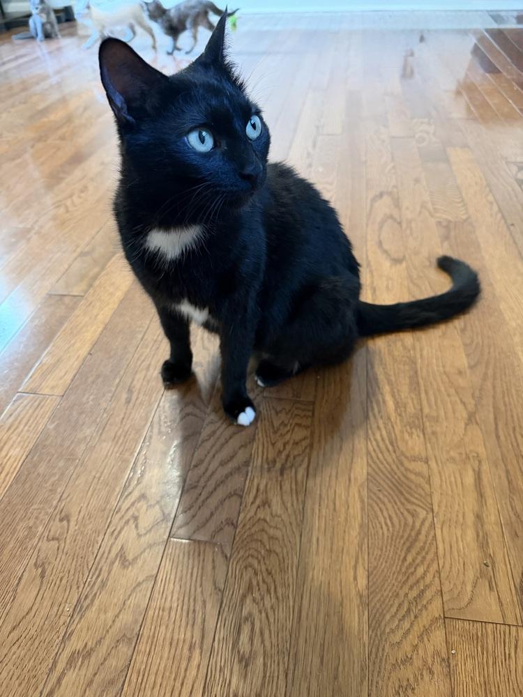 Enlarge Mamma Mia, a Adoptable mixed breed in WARNER ROBINS, GA image 6/6