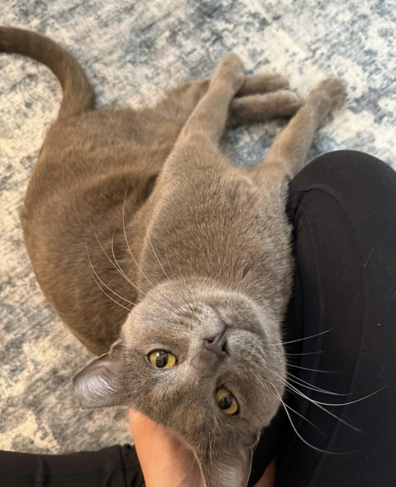 Earl Grey, Adoptable, Adult Male Russian Blue & Domestic Short Hair.
