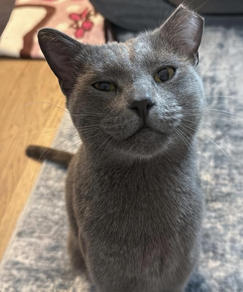 Enlarge Earl Grey, a Adoptable mixed breed in Richardson, TX image 2/6