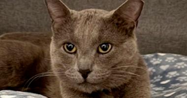 Enlarge Earl Grey, a Adoptable mixed breed in Richardson, TX image 3/6