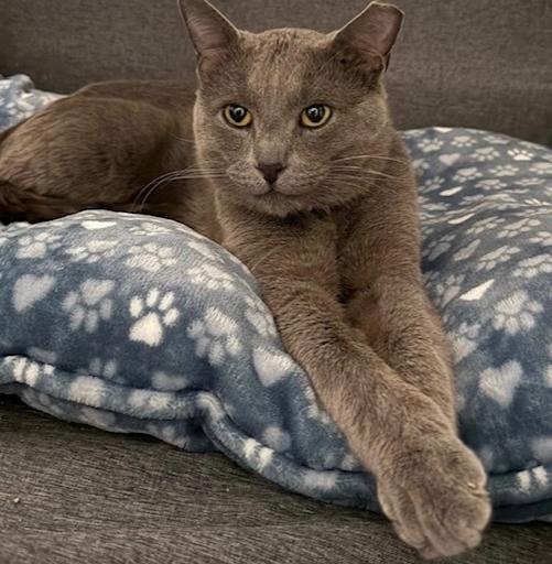 Enlarge Earl Grey, a Adoptable mixed breed in Richardson, TX image 4/6