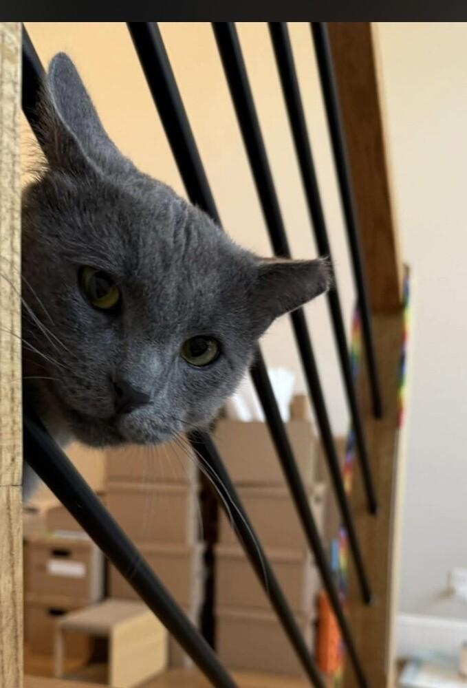Enlarge Earl Grey, a Adoptable mixed breed in Richardson, TX image 6/6
