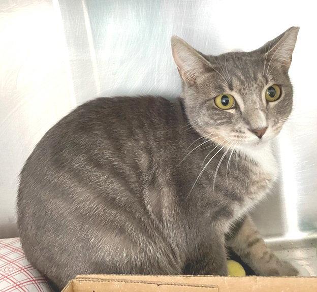 Opal (cat), Adopted, Kitten Female Tabby & Domestic Short Hair.