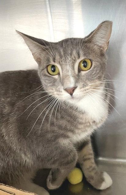 Enlarge Opal (cat), a Adopted mixed breed in Carrollton, GA image 2/3