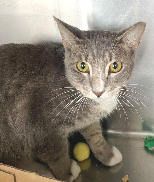 Enlarge Opal (cat), a Adopted mixed breed in Carrollton, GA image 3/3