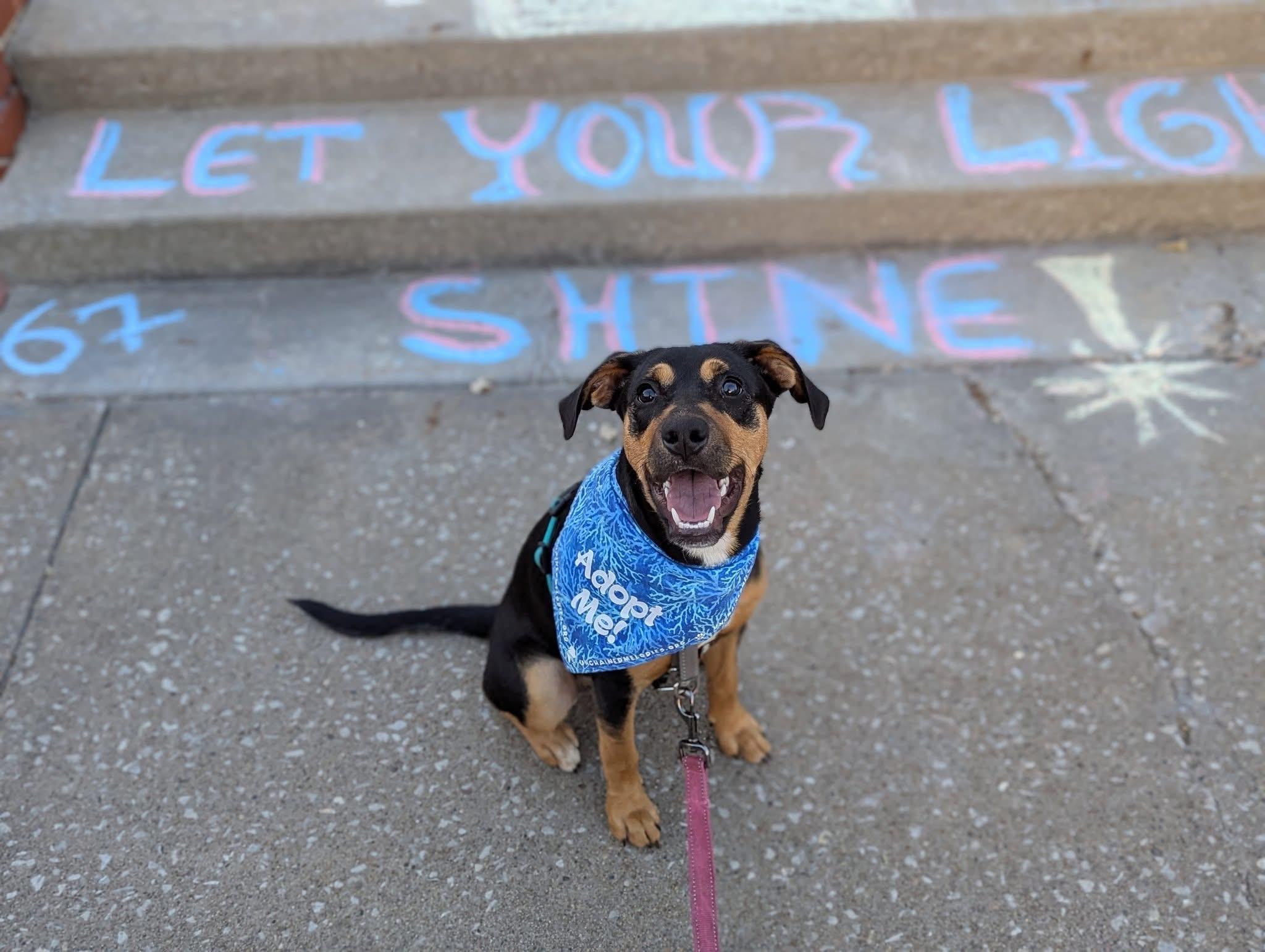 Rosie #2, Adoptable, Young Female Labrador Retriever.