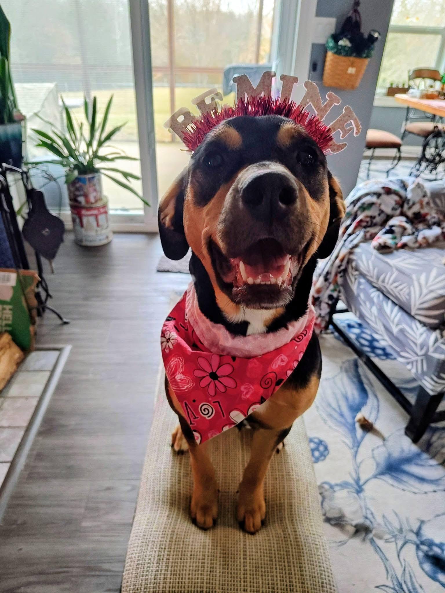 Enlarge Rosie #2, an adopted mixed breed in Columbia, MO image 1/6