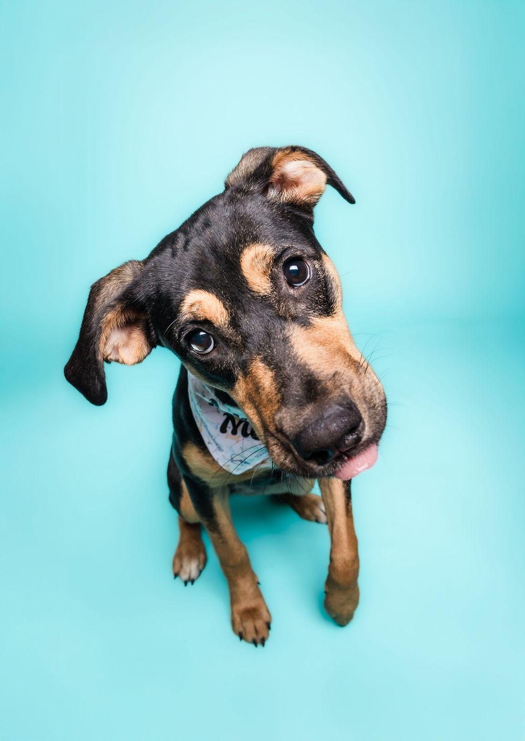 Enlarge Rosie #2, a Adoptable mixed breed in Columbia, MO image 1/6