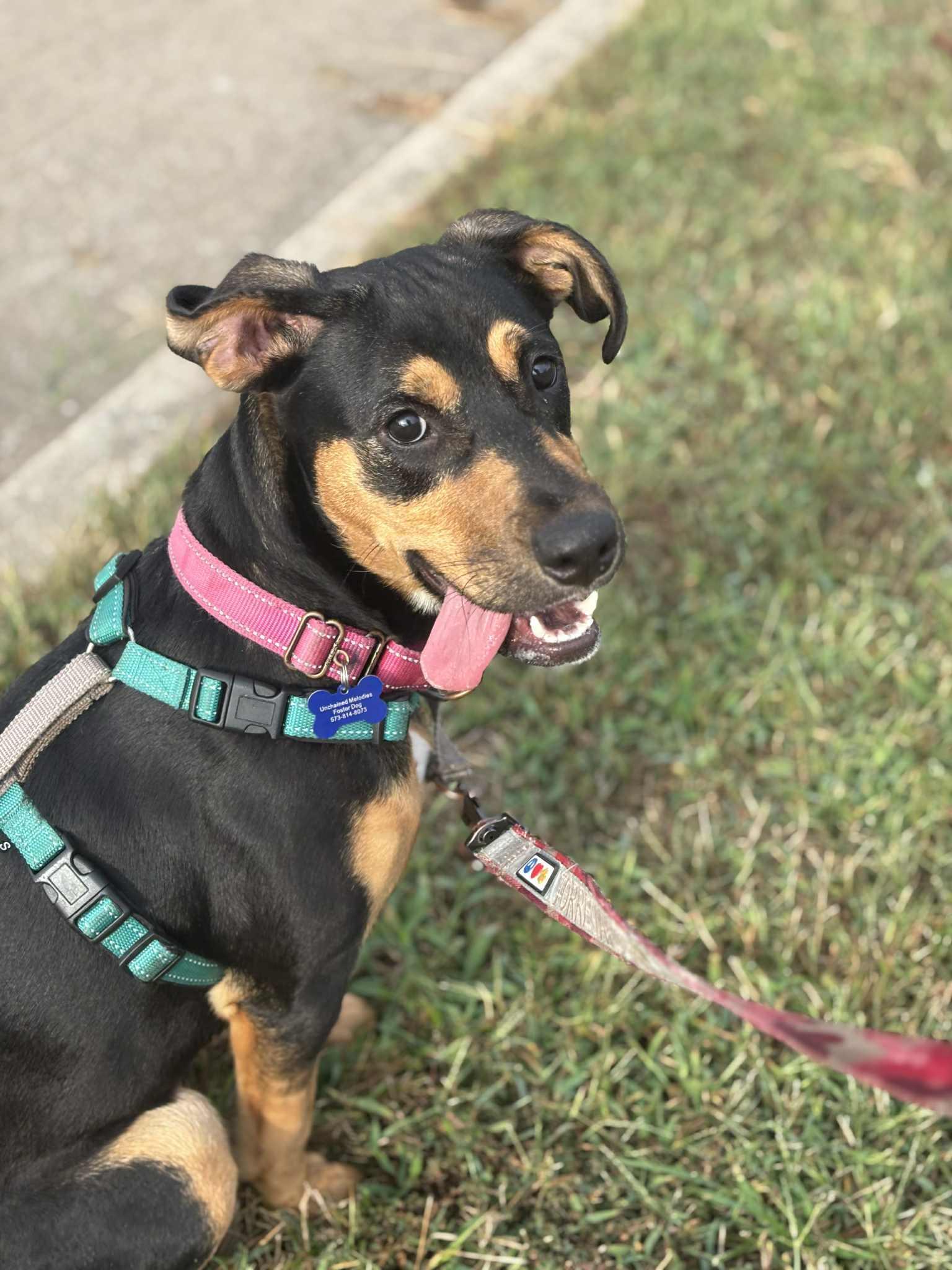 Rosie #2, a Adoptable mixed breed in Columbia, MO image 3/6