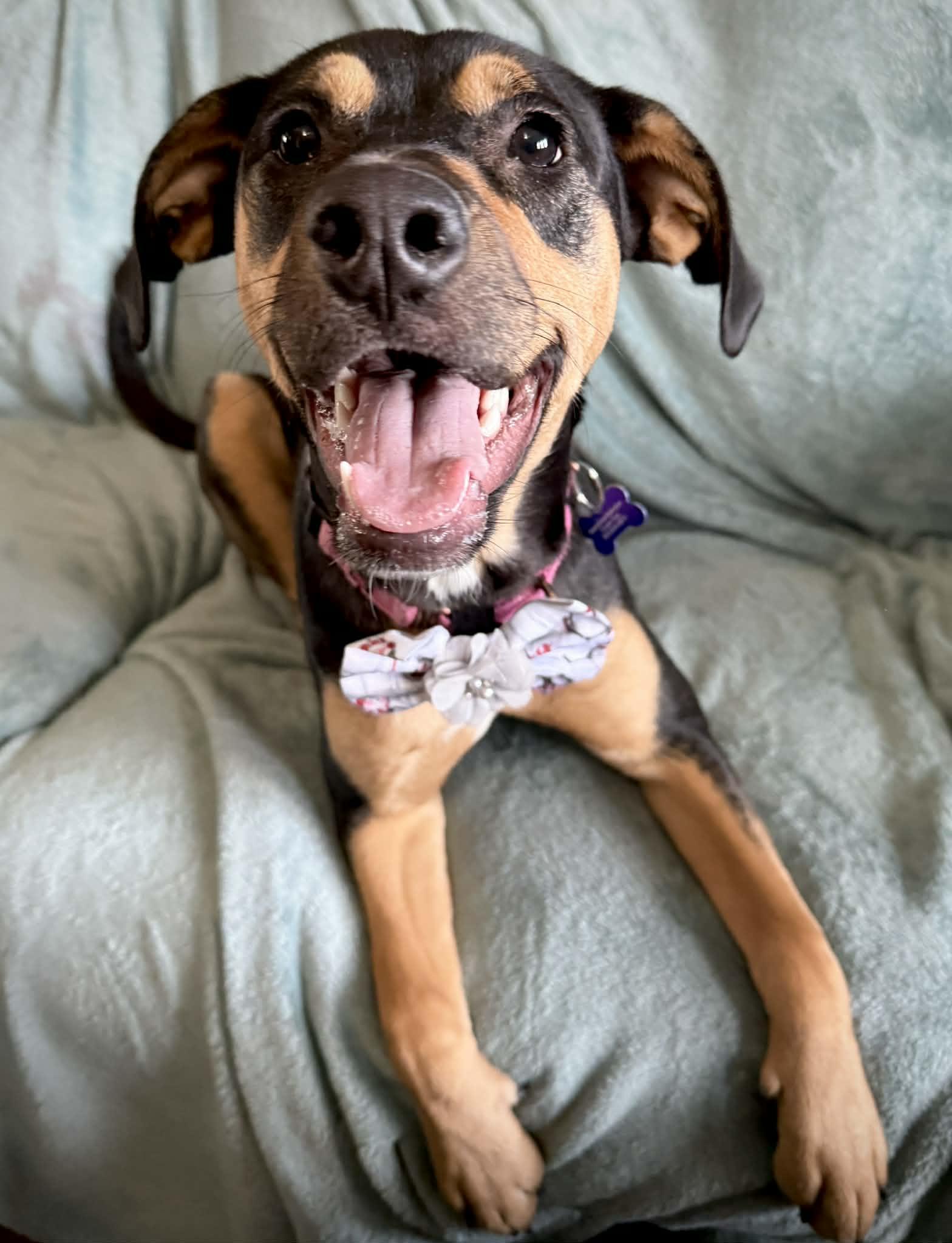 Enlarge Rosie #2, a Adoptable mixed breed in Columbia, MO image 5/6