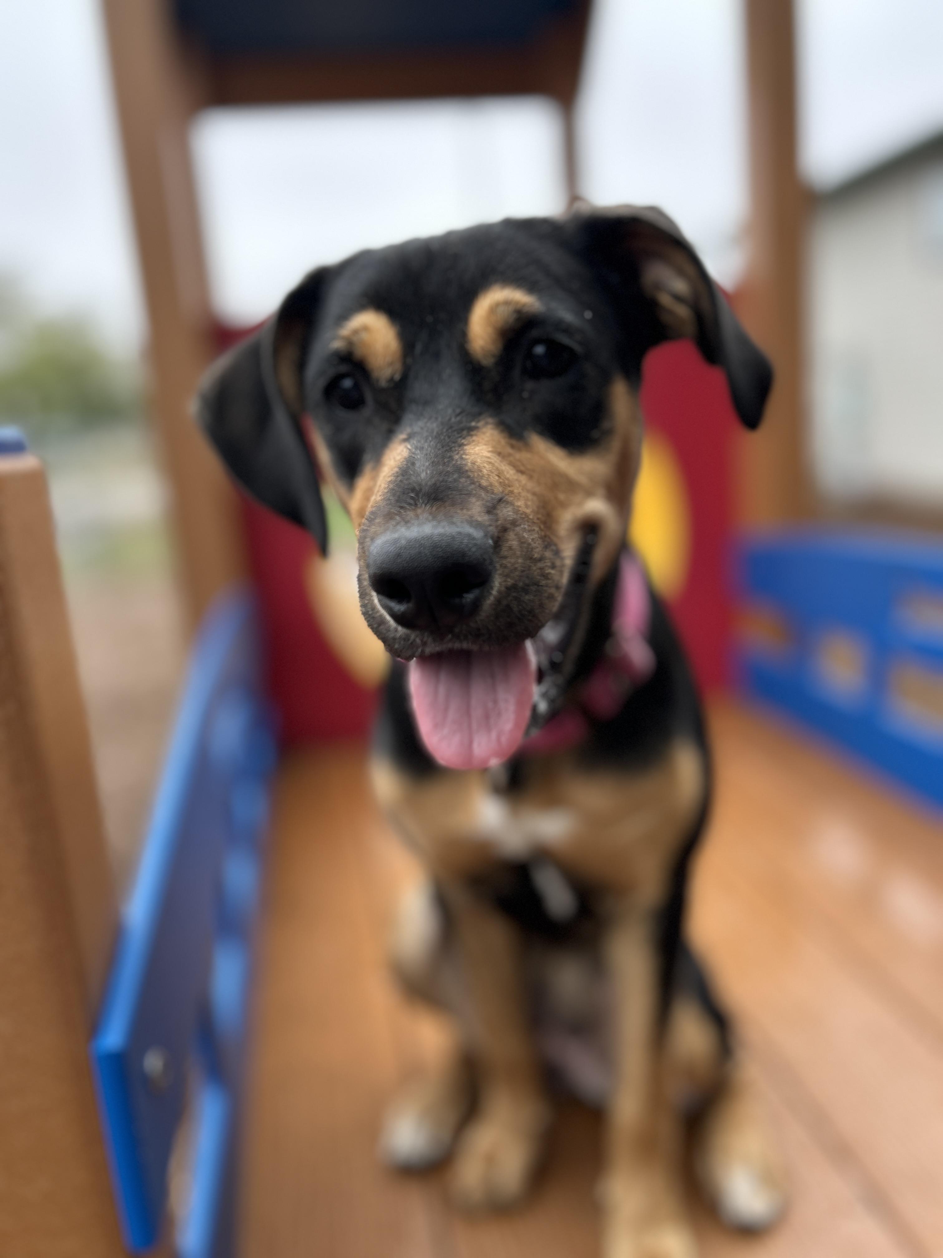 Rosie #2, a Adoptable mixed breed in Columbia, MO image 6/6