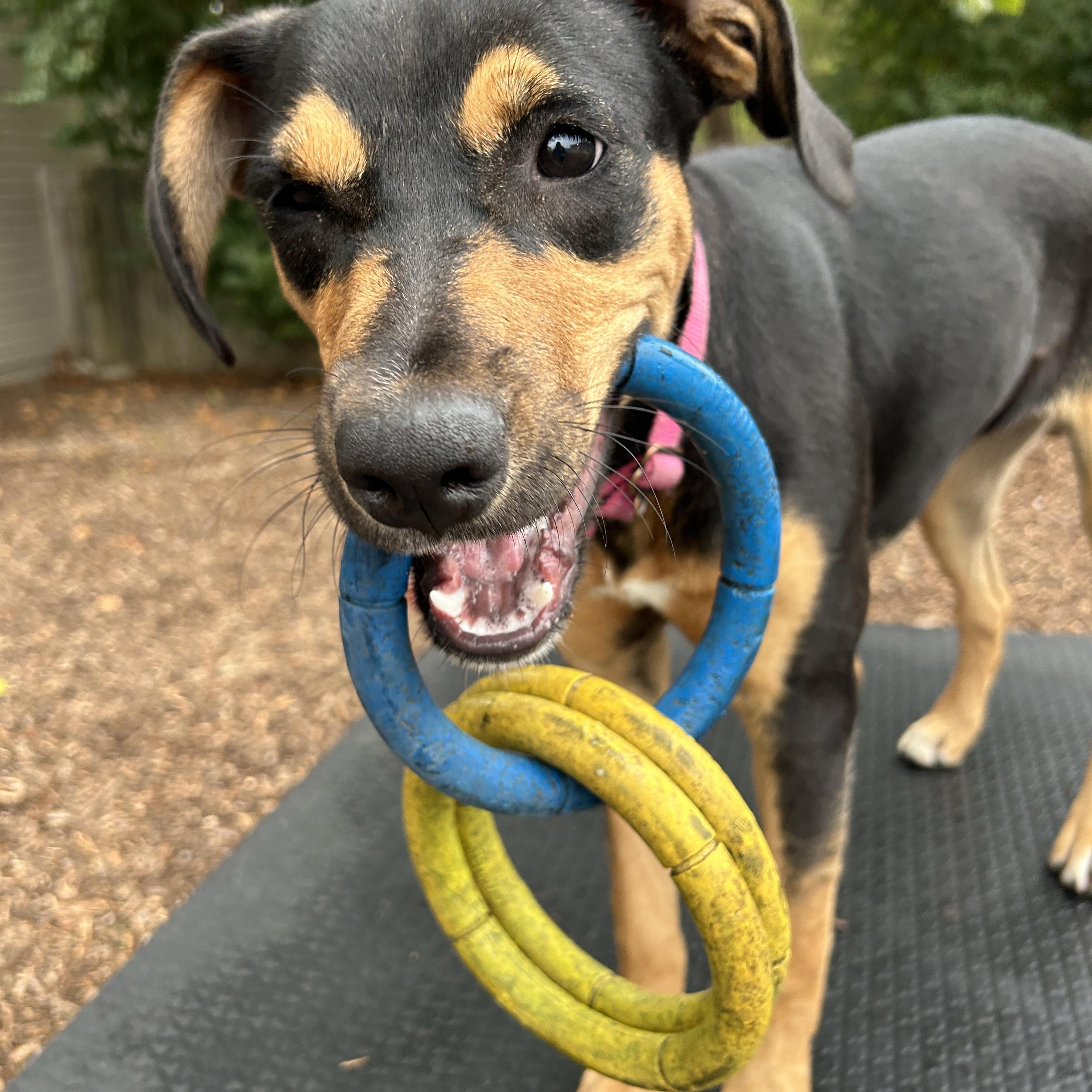 Rosie #2, a Adoptable mixed breed in Columbia, MO image 4/6