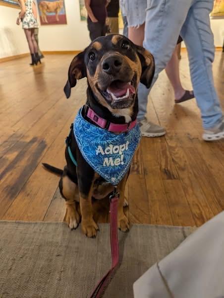 Rosie #2, a Adoptable mixed breed in Columbia, MO image 5/6
