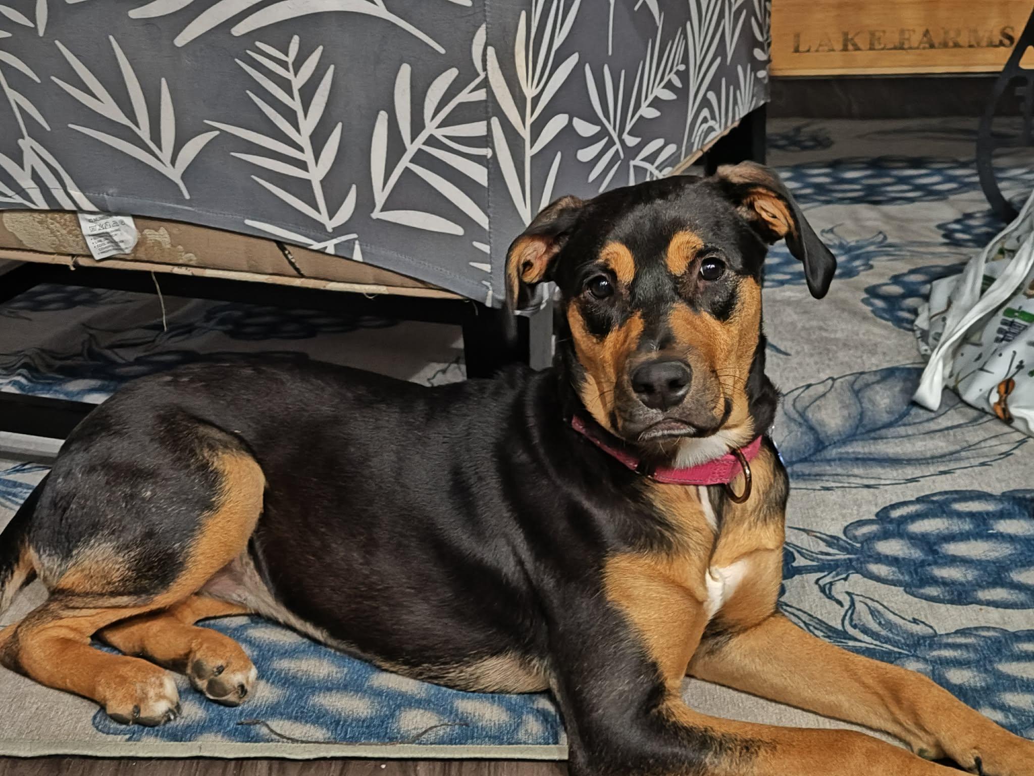 Enlarge Rosie #2, a Adoptable mixed breed in Columbia, MO image 3/6