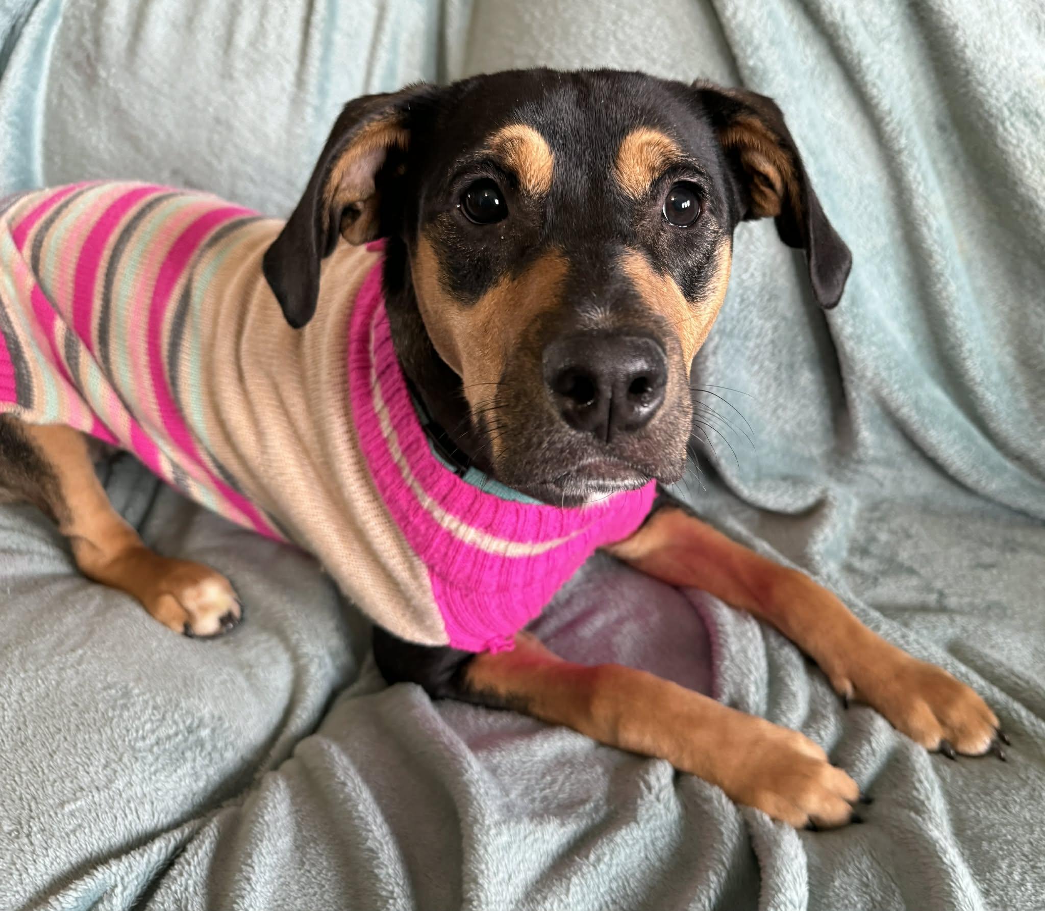 Enlarge Rosie #2, a Adoptable mixed breed in Columbia, MO image 2/6