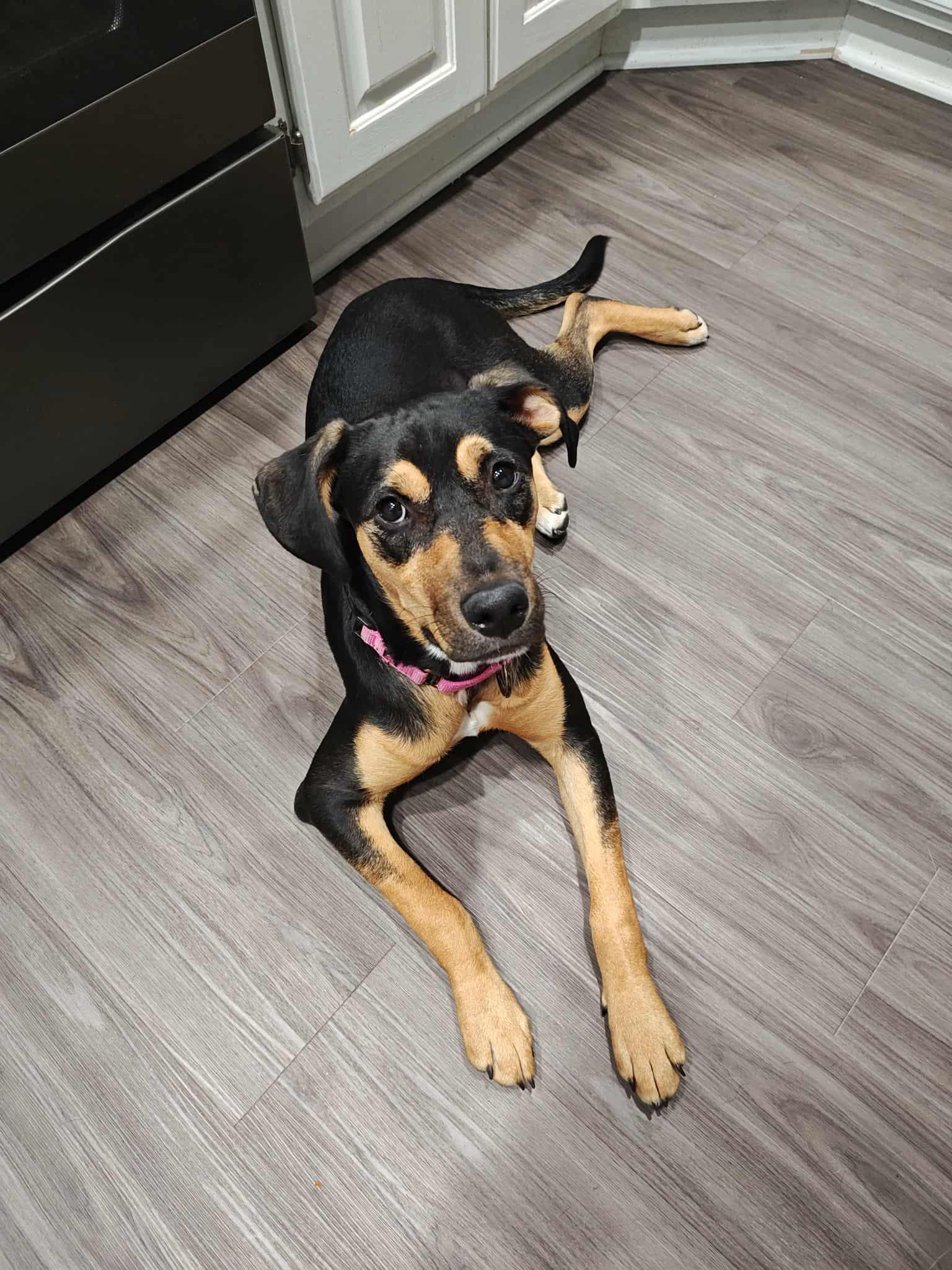 Enlarge Rosie #2, a Adoptable mixed breed in Columbia, MO image 6/6