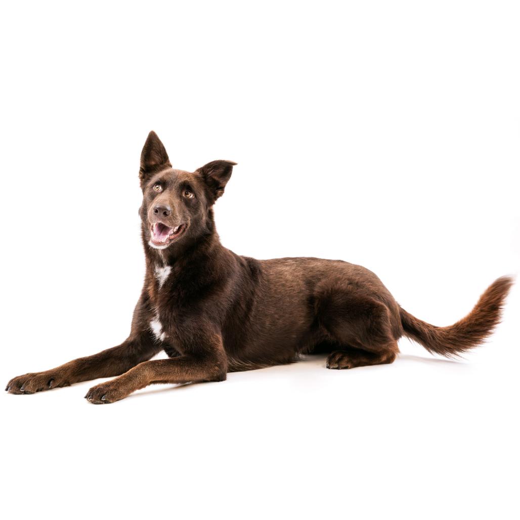 Poppy, Adoptable, Adult Female German Shepherd Dog & Australian Shepherd.
