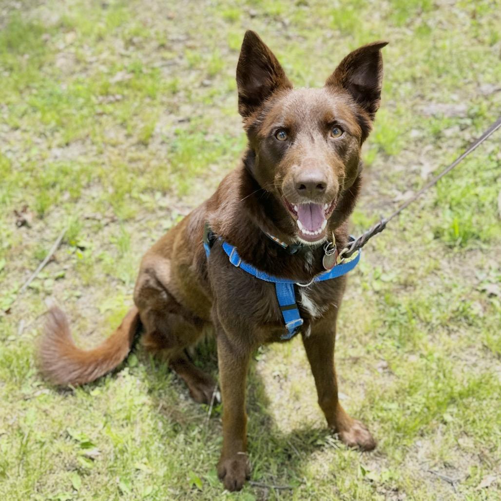 Enlarge Poppy, a Adoptable mixed breed in East Hampton, NY image 2/6