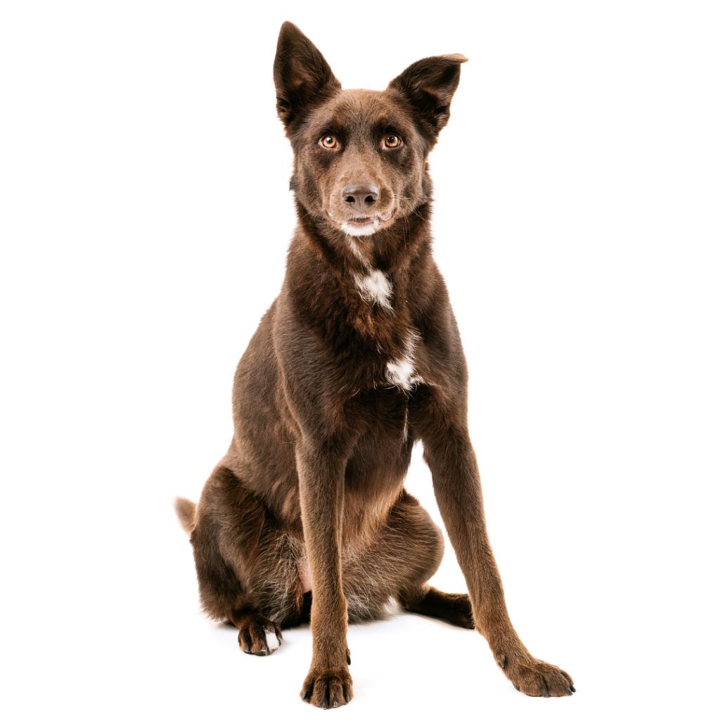 Enlarge Poppy, a Adoptable mixed breed in East Hampton, NY image 3/6