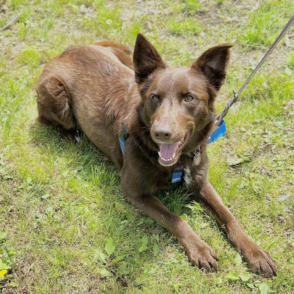 Enlarge Poppy, a Adoptable mixed breed in East Hampton, NY image 4/6