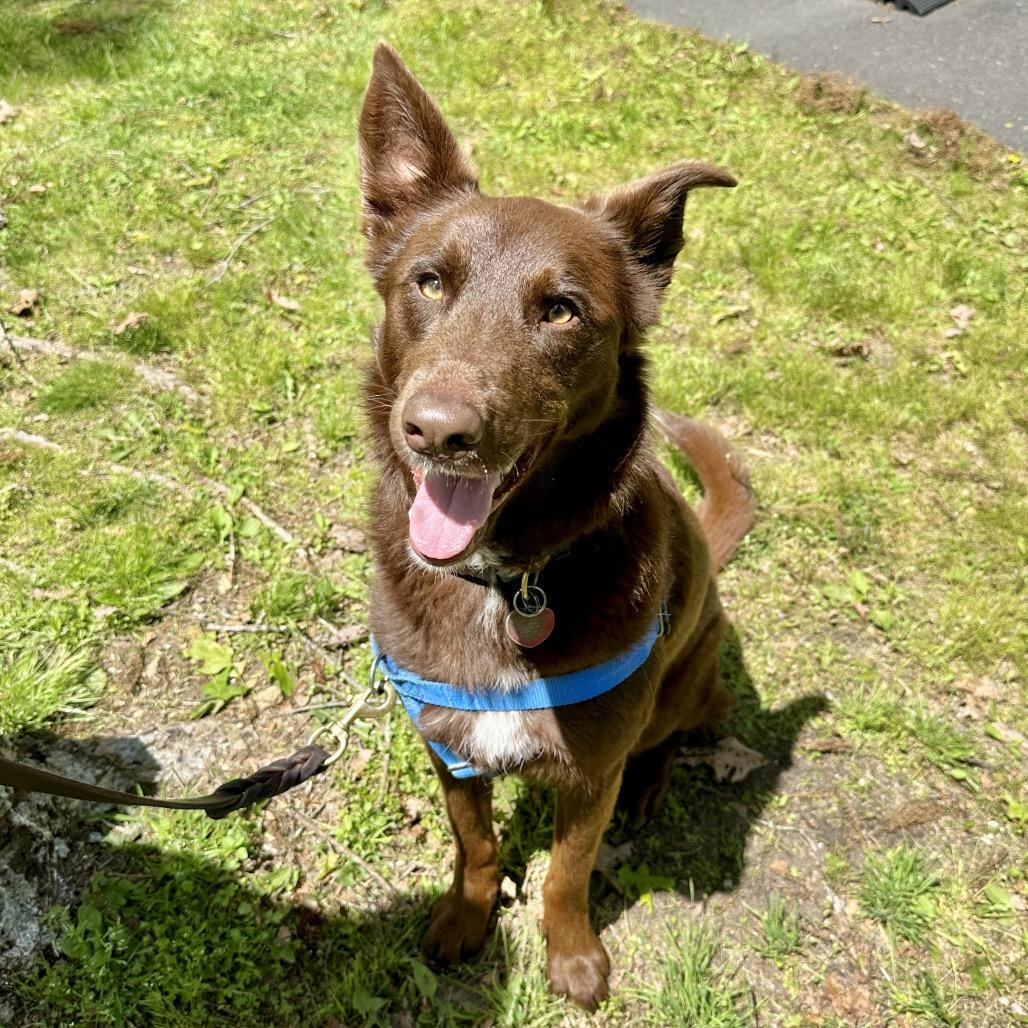 Enlarge Poppy, a Adoptable mixed breed in East Hampton, NY image 5/6