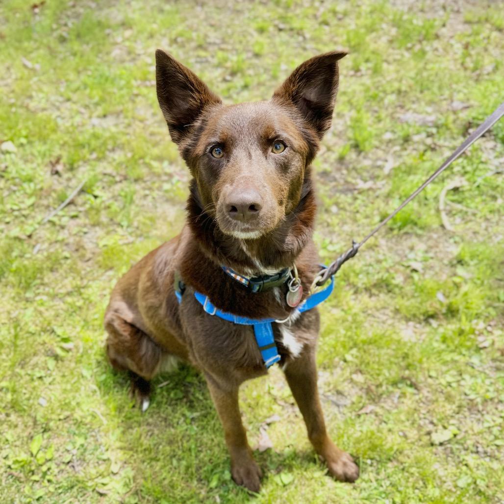 Enlarge Poppy, a Adoptable mixed breed in East Hampton, NY image 6/6