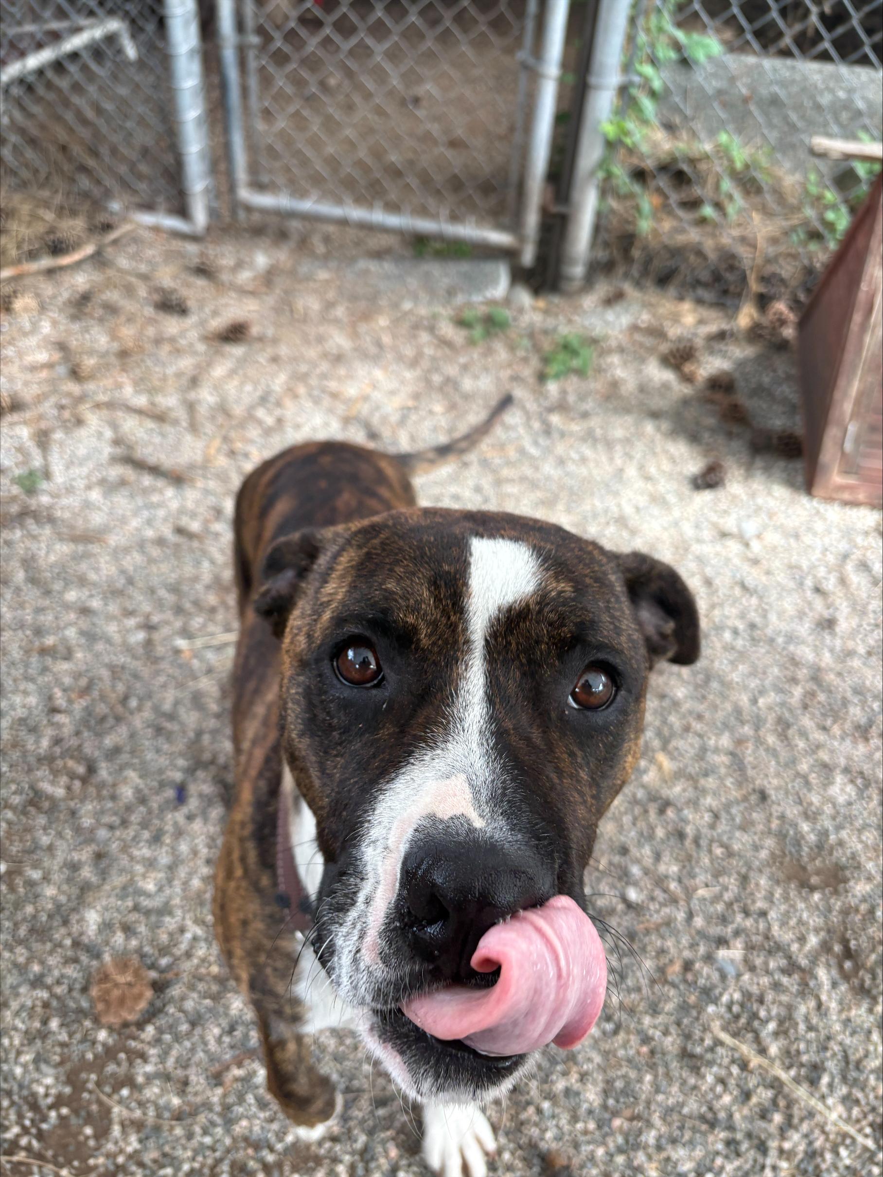 Teega, a Adoptable mixed breed in Vancouver, BC image 3/4