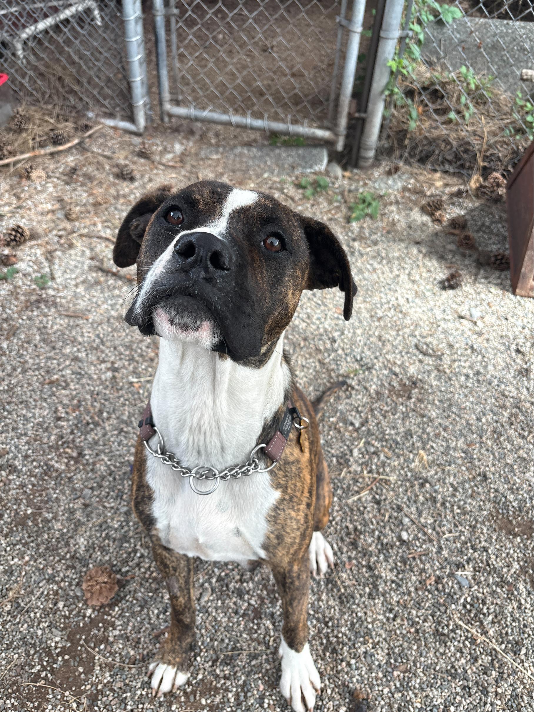 Teega, a Adoptable mixed breed in Vancouver, BC image 2/4