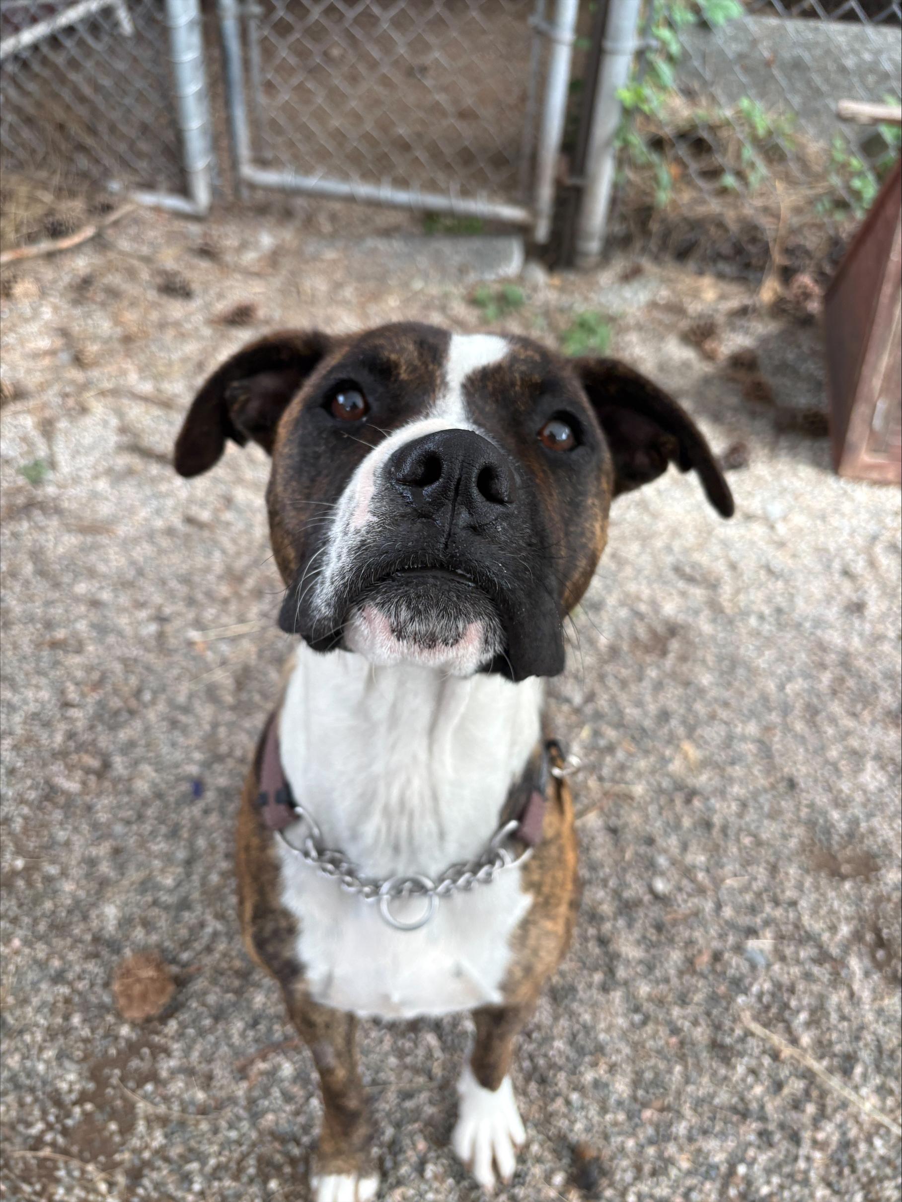 Teega, a Adoptable mixed breed in Vancouver, BC image 1/4