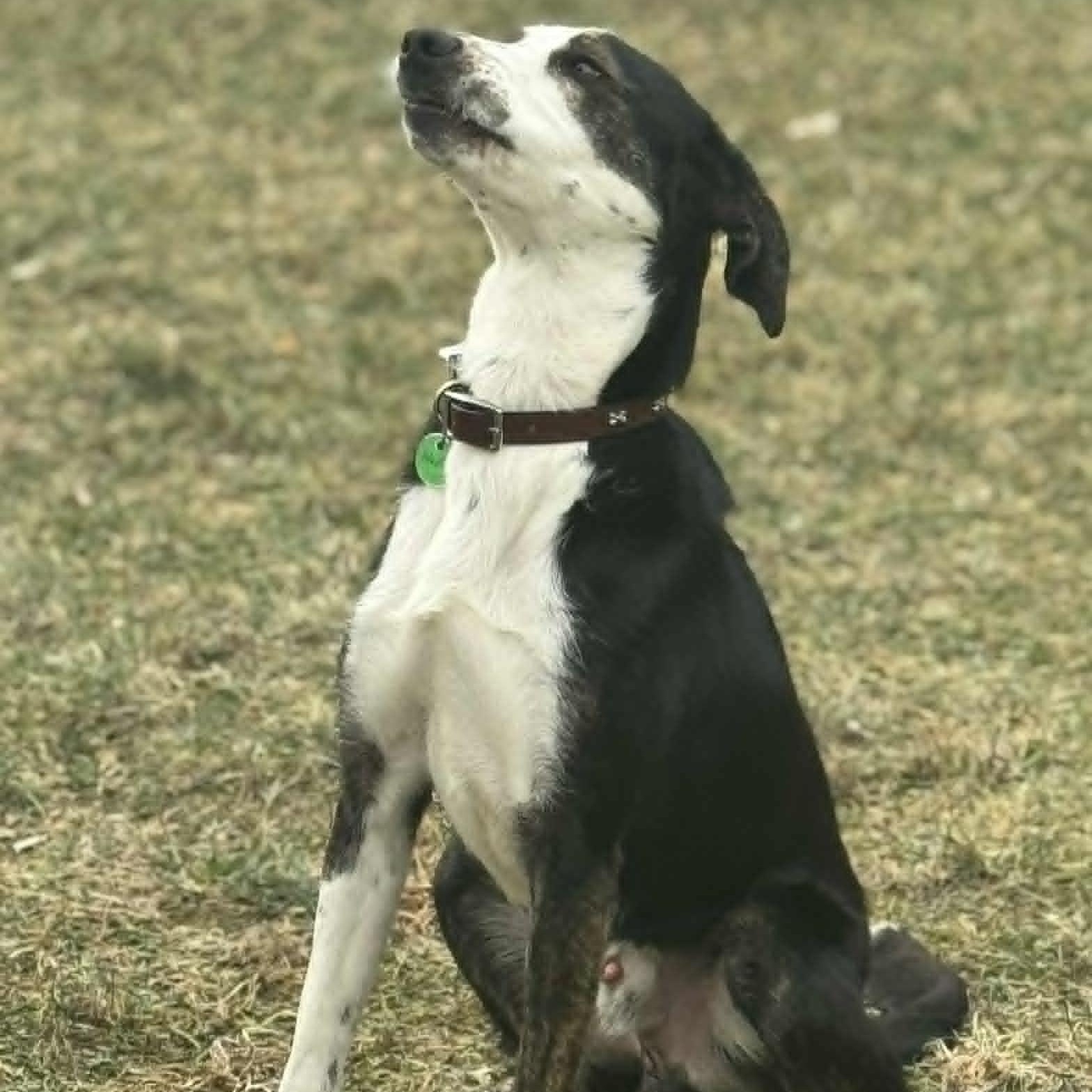 Adriel, a ADOPTABLE mixed breed in Danbury, CT image 1/5