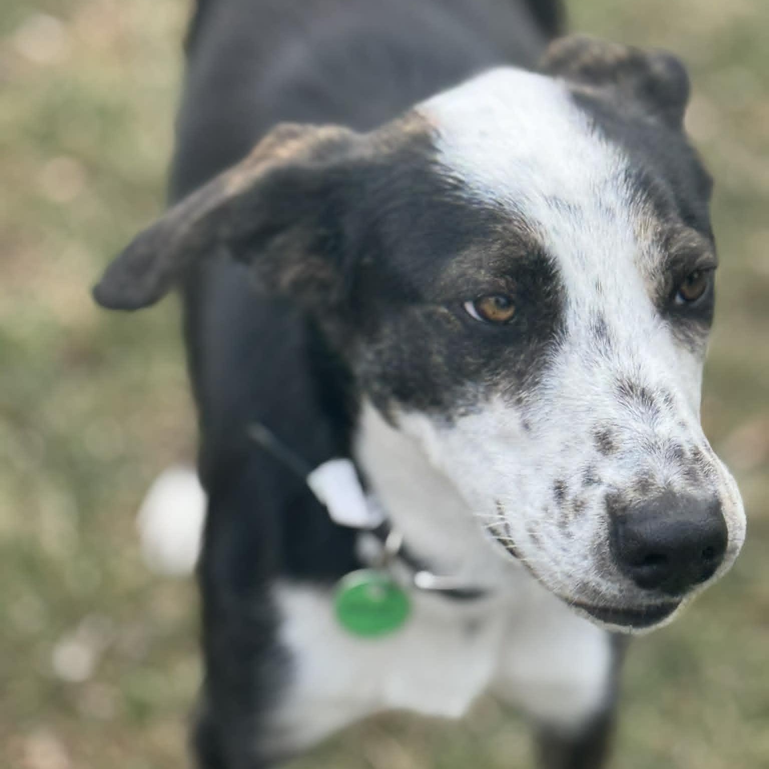 Adriel, a ADOPTABLE mixed breed in Danbury, CT image 2/5