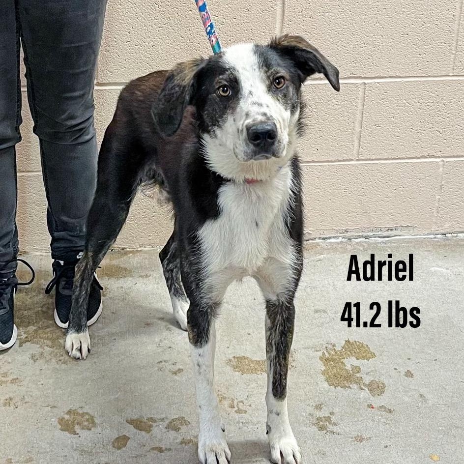 Adriel, a ADOPTABLE mixed breed in Danbury, CT image 3/5