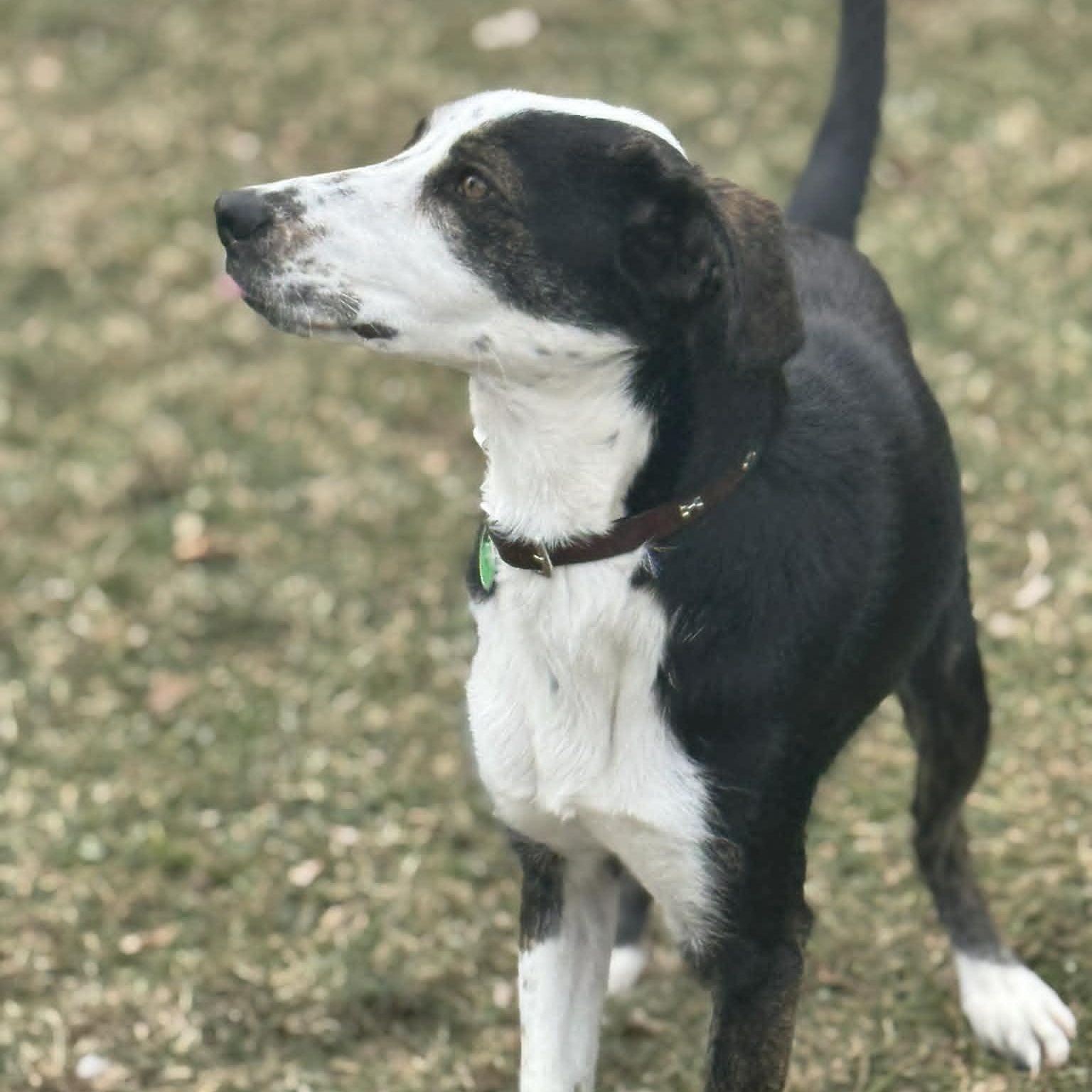 Adriel, a ADOPTABLE mixed breed in Danbury, CT image 4/5
