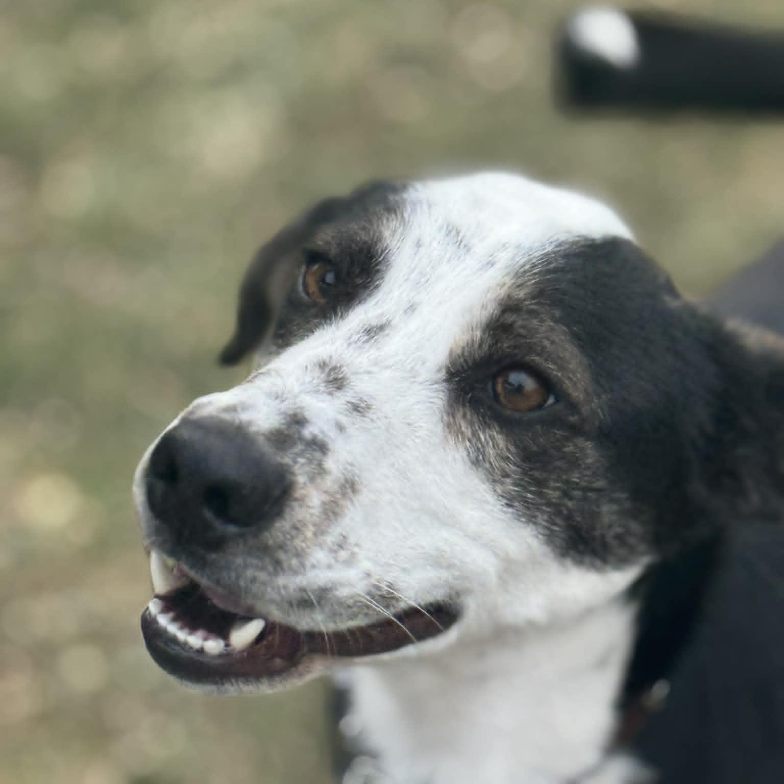 Adriel, ADOPTABLE, Young Male Border Collie.