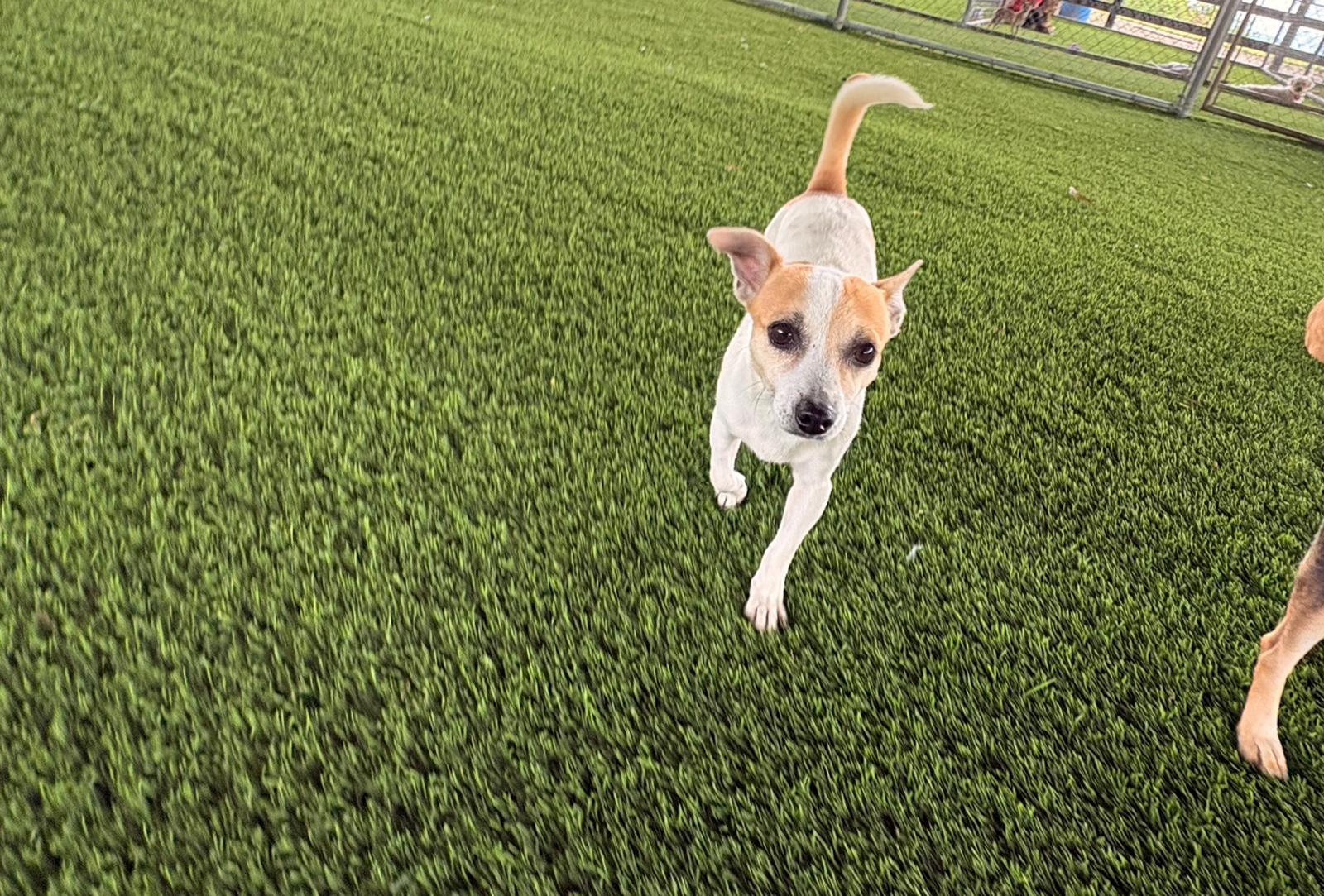 Enlarge Rosie, a ADOPTABLE Mixed Breed in Morristown, NJ image 3/3