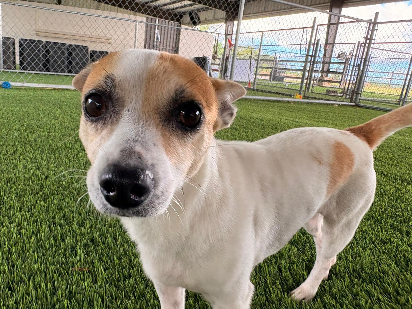 Enlarge Rosie, a ADOPTABLE Mixed Breed in Morristown, NJ image 2/3