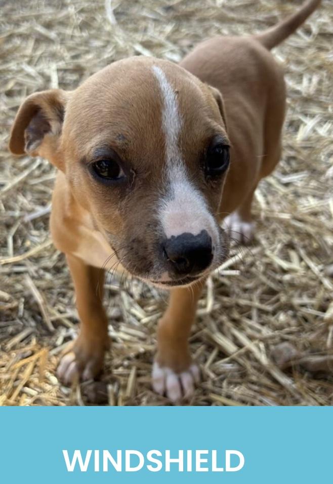 Enlarge Windshield, a Adoptable Mixed Breed in Monson, MA image 1/1