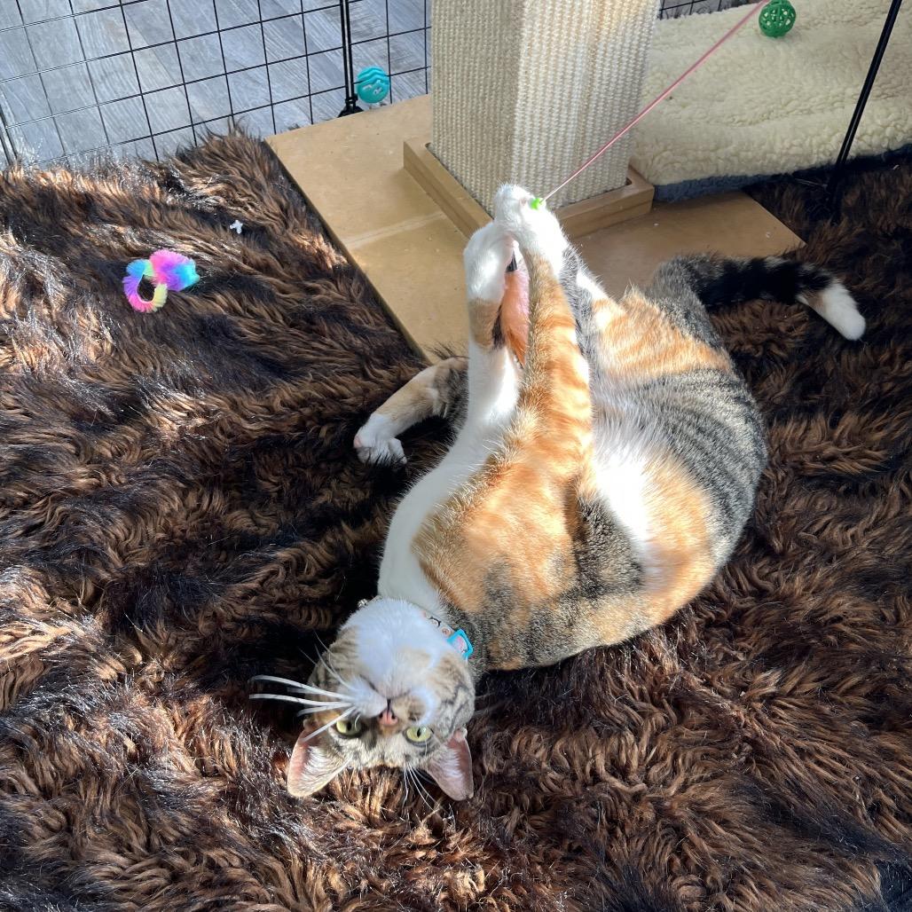 Enlarge Sushi, an adoptable Domestic Short Hair in Crookston, MN image 2/5