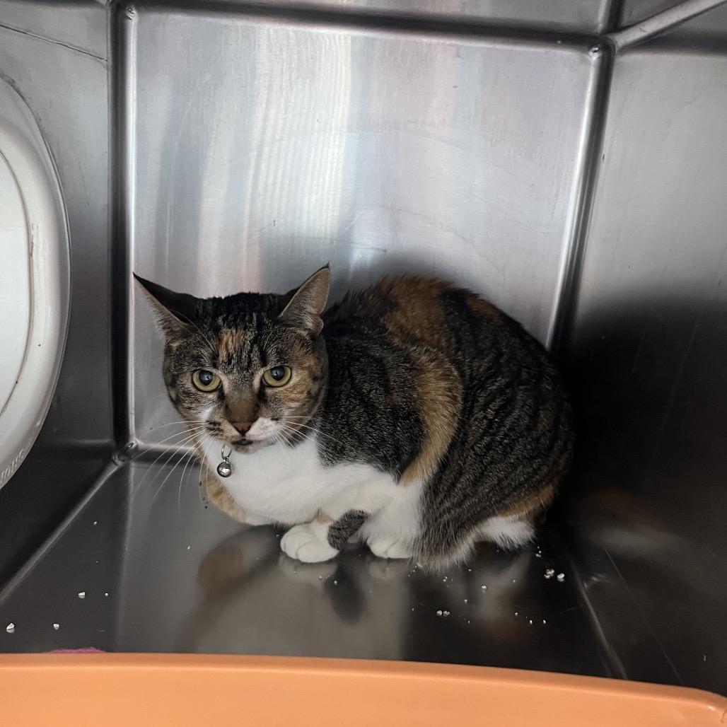 Enlarge Sushi, an adoptable Domestic Short Hair in Crookston, MN image 1/5