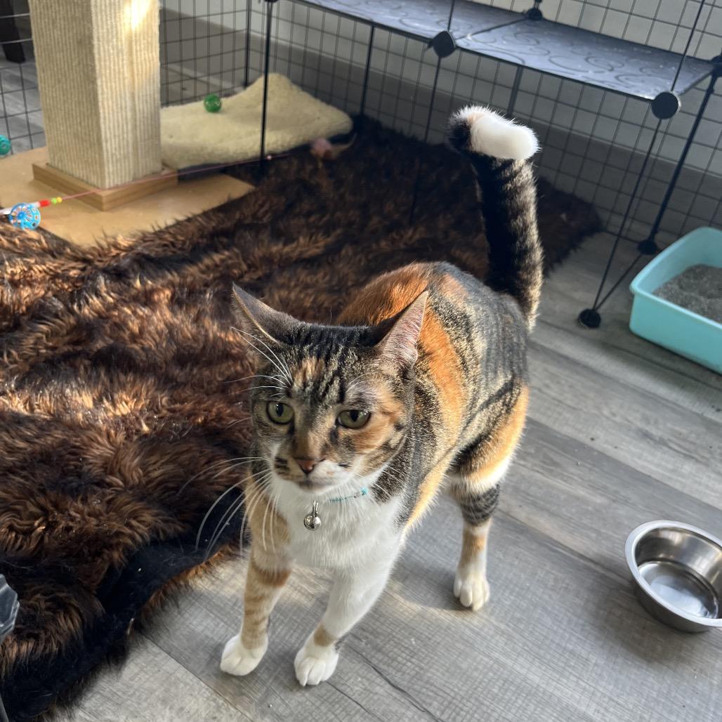 Enlarge Sushi, an adoptable Domestic Short Hair in Crookston, MN image 5/5